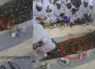 Interesatno: Mačka čeka iftar u Mesdžidu Haramu Macka na iftaru