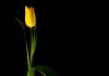 Znakovi ispravnog pokajanja tulip, cvijet