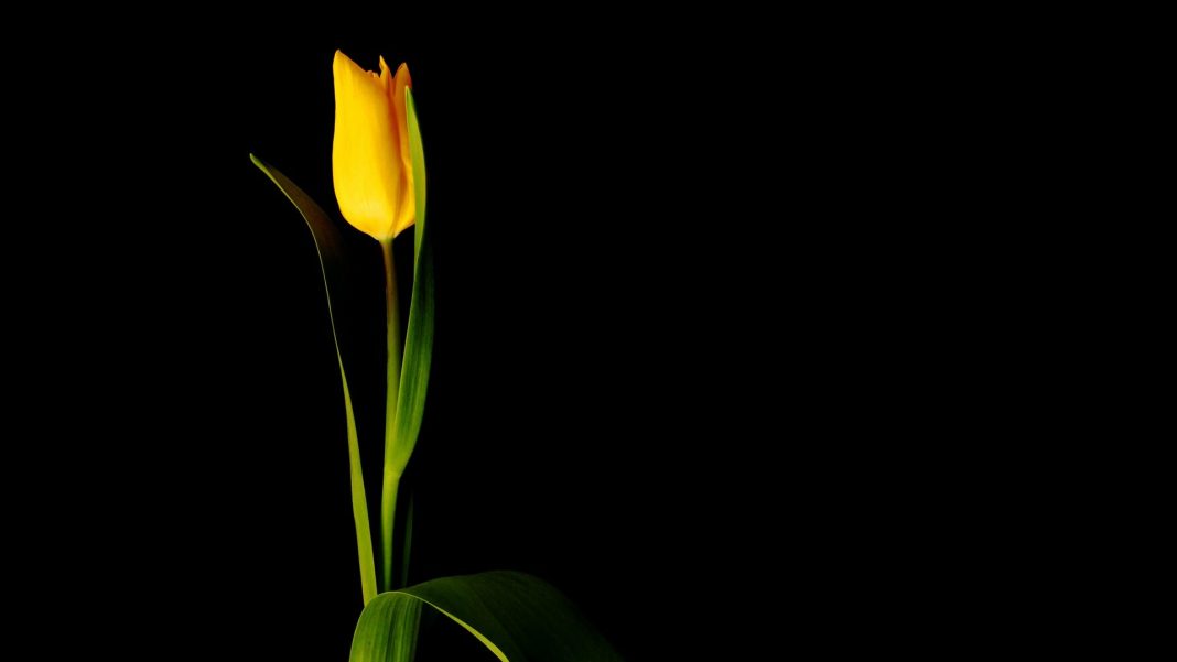 tulip, cvijet