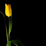 tulip, cvijet