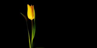 Znakovi ispravnog pokajanja tulip, cvijet