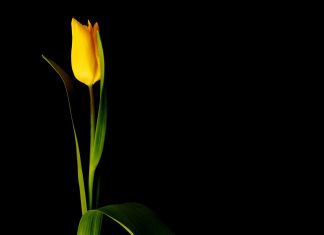 Znakovi ispravnog pokajanja tulip, cvijet