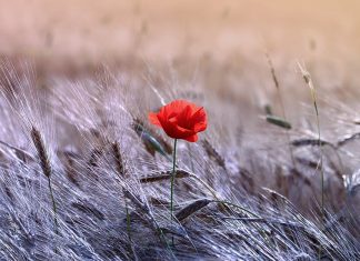 Hajz (menstrualni ciklus) i propisi koji se odnose na njega Cvijet propisi muslimanka