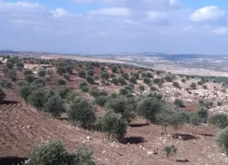 Izraelski doseljenici kradu zemlju palestinskih poljoprivrednika na okupiranoj Zapadnoj obali