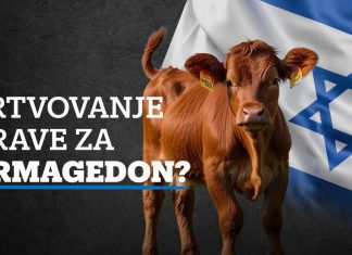 Žrtvovanje krave za Armagedon?